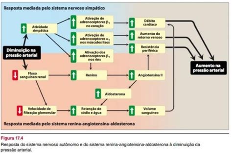 Resumo Mecanismos Neurais e Hormonais de Regulação da Pressão Arterial