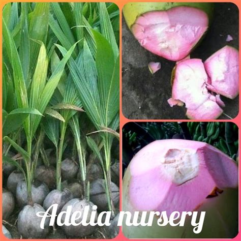 Jual Bibit Kelapa Wulung Unggul Di Lapak ADELIA NURSERY Bukalapak