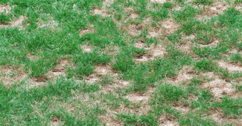 How To Fix Brown Spots On Lawns The Grass Tacks