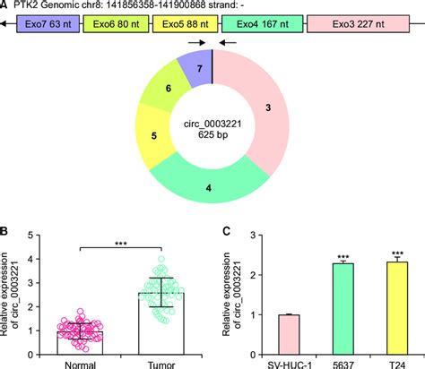 Circ Expression Was Upregulated In Bladder Cancer Blca A