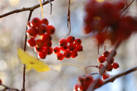 Kostenlose Foto Natur Ast Bl Hen Frucht Beere Blatt Blume