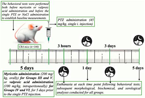 Cimb Free Full Text Neuroprotective Effects Of Myricetin On Ptz