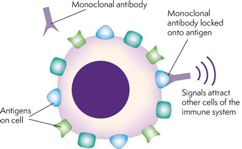 Antibody therapy - Lymphoma Australia