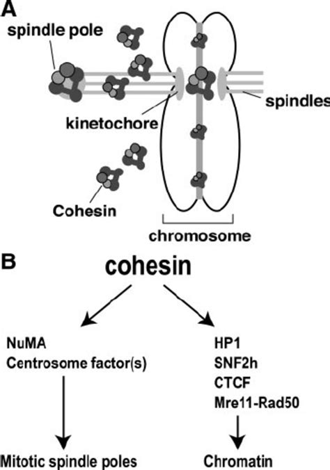 A Model For Two Distinct Roles Of Cohesin In Mitotic Chromosome