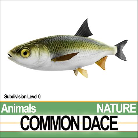 common dace 3d model