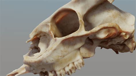 Muntjac Deer Skull 3D model | CGTrader