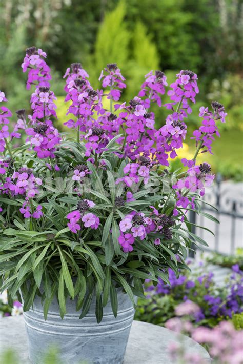 Erysimum Bowles Mauve