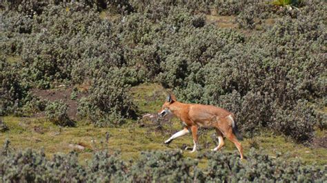 Bale Mountains National Park - Bale Mountains Trekking