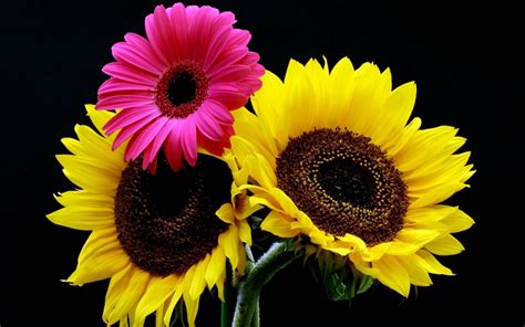 Yellow-and-pink sunflowers HD wallpaper | Wallpaper Flare