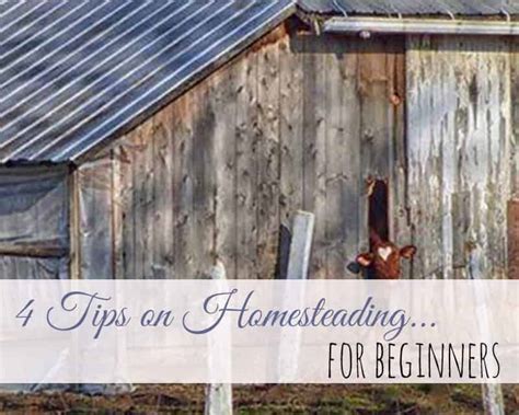 4 Tips on Homesteading for Beginners