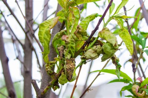 How to Prevent Early Blight: Causes, Identification, Symptoms, and ...