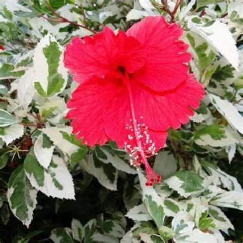 Muda de Hibisco variegata Trançado 120cm Viveiro Cultura