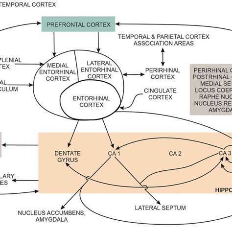 A Simplified Summary Of Hippocampal Connections In Mammals The Dentate