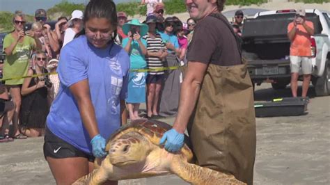 Amos Rehabilitation Keep Releases Sea Turtles With High Hopes Kiiitv