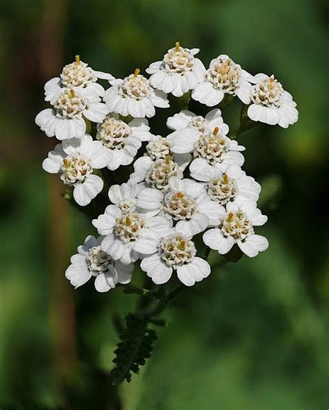 How To Grow And Care For Achillea Millefolium Yarrow