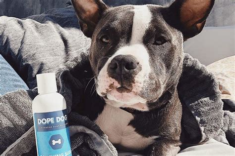 10 Best Dog Shampoo Brands of 2022 | Dope Dog