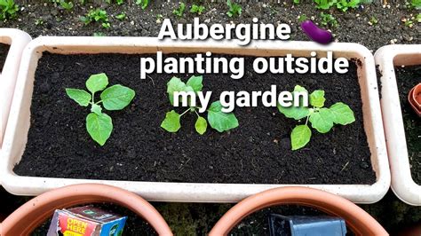 Bangla Shokher Bagan How To Grow Aubergine Plants Planting Them