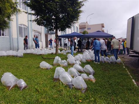 Campanha Distribuiu Cerca De 30 Mil Alevinos A Um Custo Menor Para