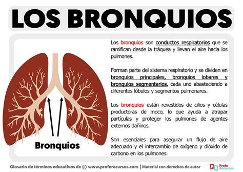 Qué son los Bronquios Definición de Bronquio