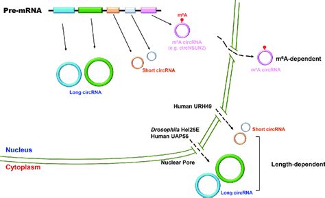 Circular Rna Nuclear Export Once Generated Circular Rnas Can Be Fed