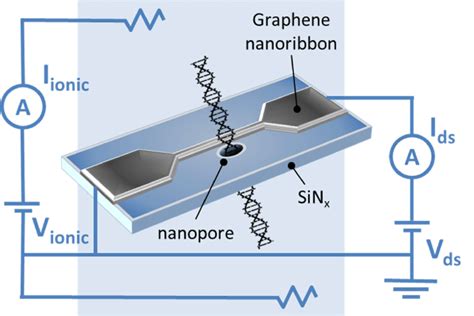 The Scheme Of The Gnr Nanopore Structure During Dna Translocation