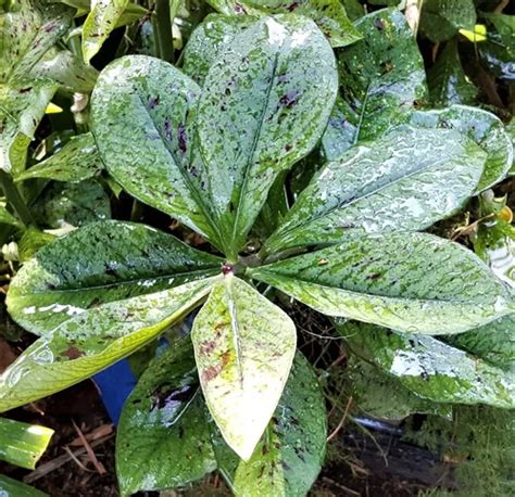 Lechero Africano Synadenium Planta De La Vida 50cm Maduro