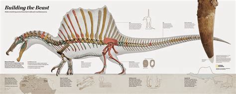 Moroccan YES Network: Discovery of Spinosaurus in the Moroccan Sahara ...