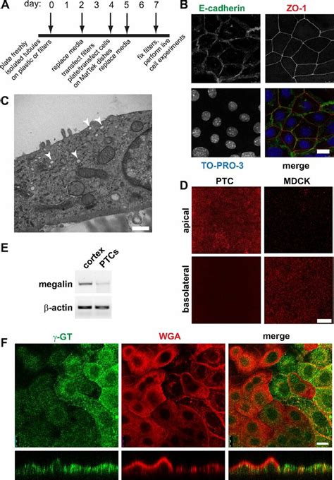 Characterization Of Primary Proximal Tubule Cell Ptc Cultures Download Scientific Diagram