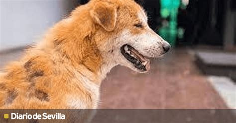 La sarna en perros síntomas diagnóstico y tratamiento