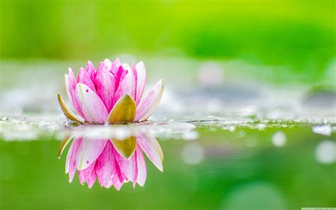 4k Lotus Flower Wallpapers - Wallpaper Cave