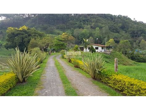 Vendo Finca En Supatá Cundinamarca 590 000 000 Cop