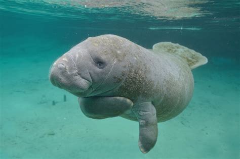 Manatíes Hambrientos En Florida Reciben 55 Toneladas De Lechuga