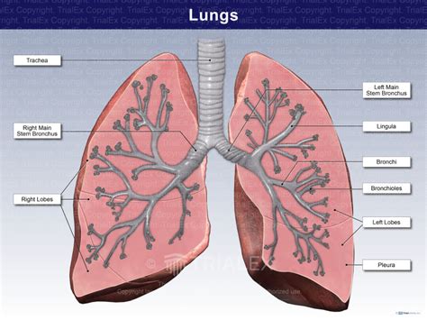 Labelling Of The Lungs