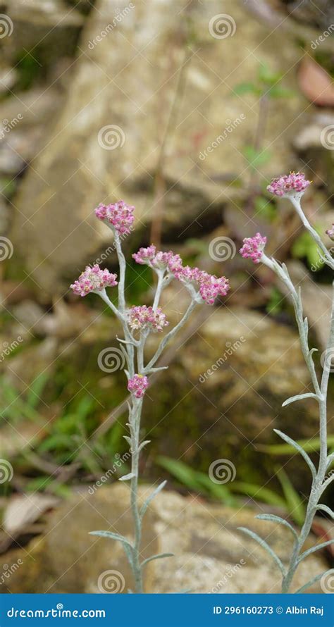 Flowers Of Antennaria Dioica Also Known As Cats Foot Rose