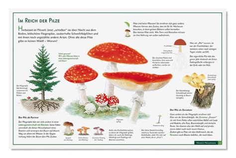 Naturtafel Nr Im Reich Der Pilze Natur Verlag Wawra