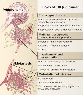 Tgf In Cancer Cell