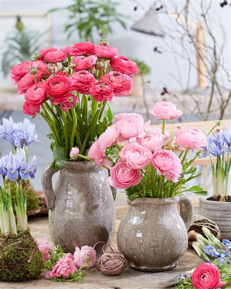 Blumenstrau Aus Ranunkeln Ranunculus Bild Kaufen