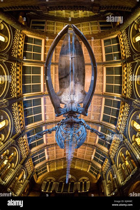 Blue Whale Skeleton Named Hope Hanging In The Hintze Hall Natural