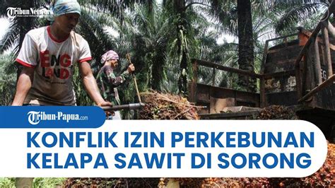 Cabut Izin 2 Perusahaan Perkebunan Kelapa Sawit Bupati Sorong Selatan