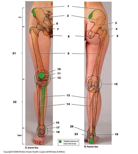 Figure Structure Skeleton Human Figure Human Figure Drawing Figure Drawing Female