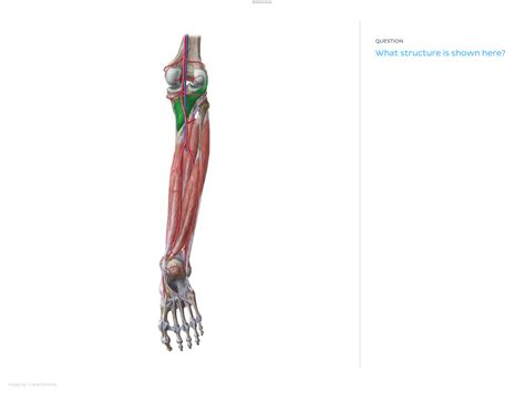 SOLUTION: Anatomy flashcards knee and leg - Studypool