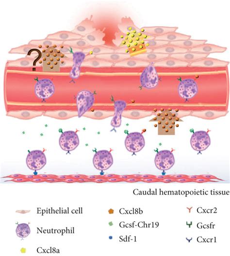 Model For The Regulation Of Neutrophil Migration To A Wound A During