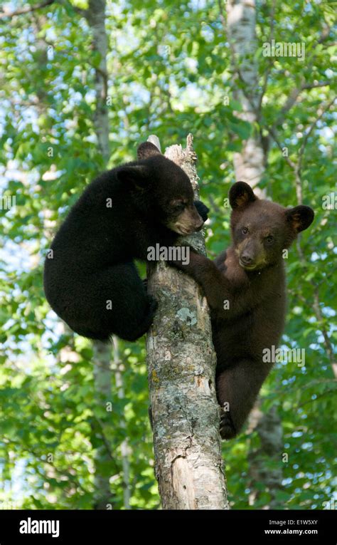 Black Bear Cubs Tree High Resolution Stock Photography and Images - Alamy