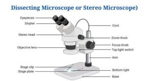 Dissecting Microscope Stereo Microscope Definition Principle Uses