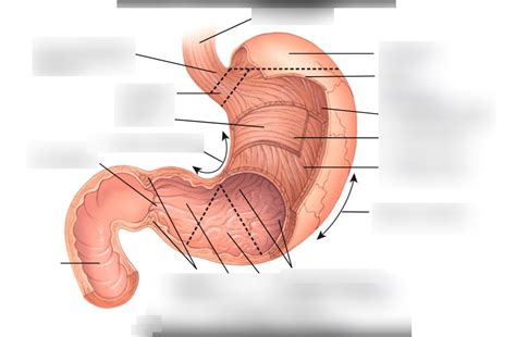 Stomach regions Diagram | Quizlet