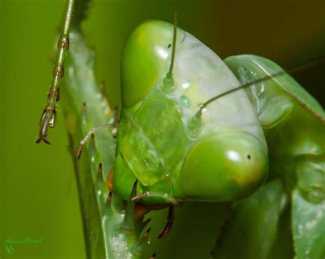 Giant Asian Mantis - The Spider Shop