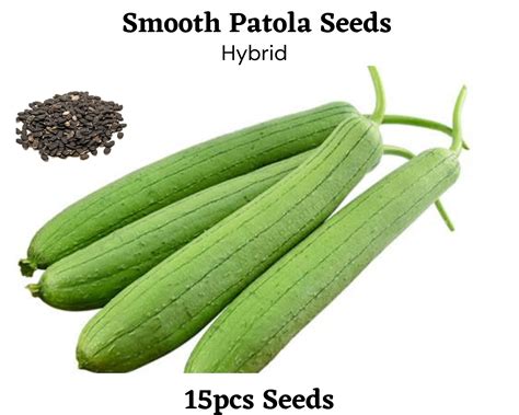 Smooth Patola Hybrid 5 Seeds 1pack Lazada Ph