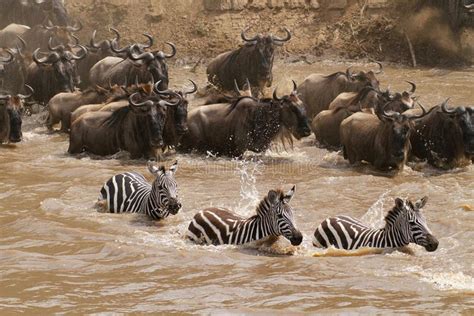 Masai Mara river crossing. Gnu and zebra crossing the Masai Mara river ...