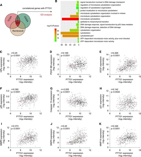 Correlation Between Pttg1 And Angiogenesis Cell Migration And