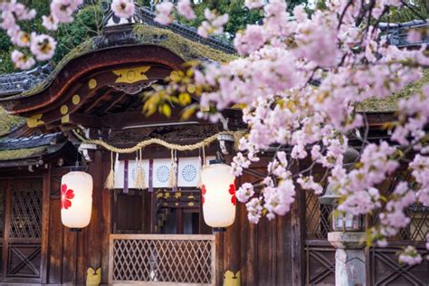 平野神社 ～平安時代からの桜の名所～｜観光｜funjapo｜京都観光・グルメ・イベントなどのおすすめ情報